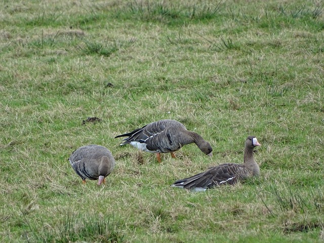 甲处于中游 甲处于中游