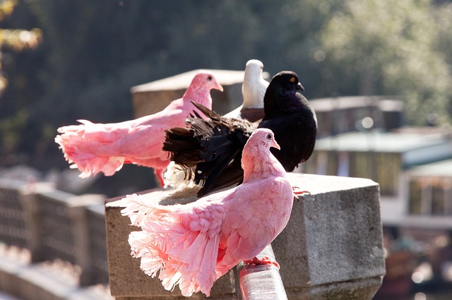 术可能会得 术可能会得